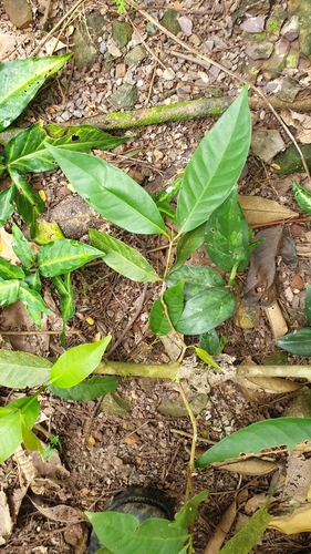 Image of Syzygium polyanthum by (c) Cheongweei Gan, some rights reserved (CC BY-SA)