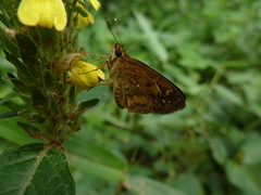 Pardaleodes sator sator