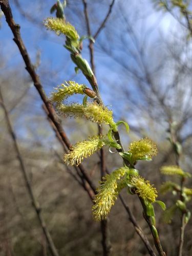 white willow