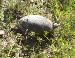 Kinosternon hirtipes