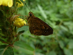 Pardaleodes sator sator