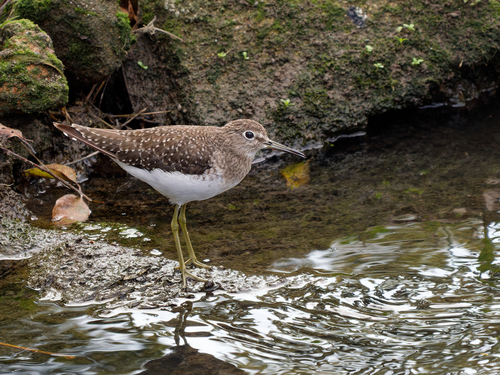 Solitary Sandpiper