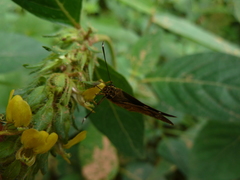 Pardaleodes sator sator