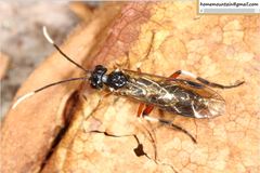 Apethymus sidorenkoi