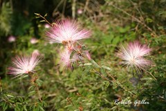 Calliandra selloi