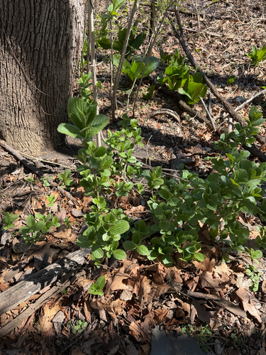 Siebold's Viburnum (Viburnum sieboldii)