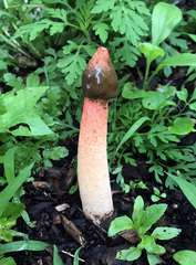 Phallus rubicundus