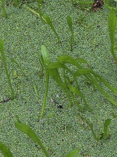 Lilaeopsis carolinensis, photograph 3