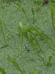 Lilaeopsis carolinensis, photograph (c) Scott Allen Davis, some rights reserved (CC BY)