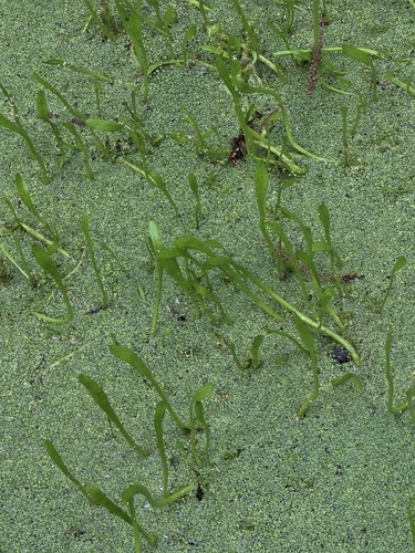 Lilaeopsis carolinensis, photograph 4