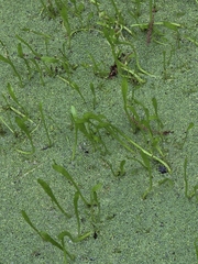Lilaeopsis carolinensis, photograph (c) Scott Allen Davis, some rights reserved (CC BY)