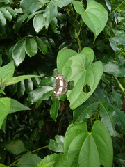 Neptidopsis ophione ophione