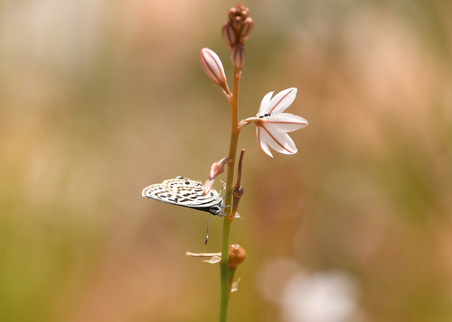Mediterranean Pierrot
