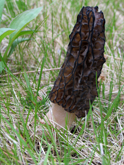 Morchella deliciosa