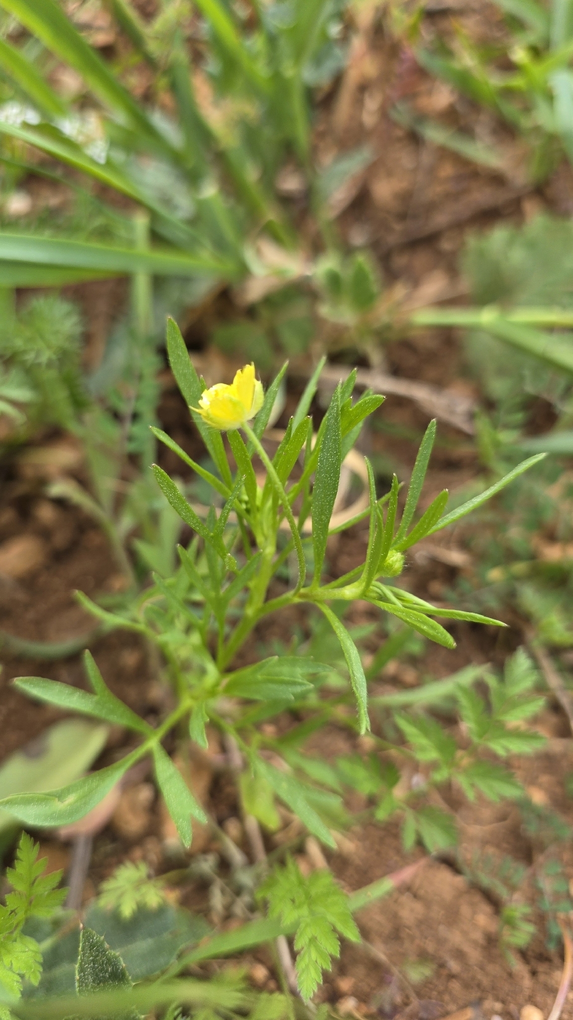 Corn Buttercup (Ranunculus arvensis)