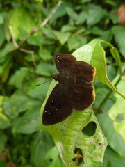 Sarangesa brigida brigida