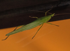 Orthoptera