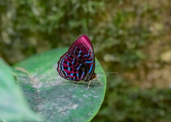 Paralaxita damajanti