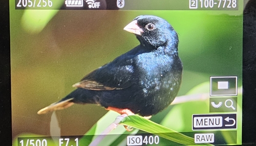 iNaturalist image