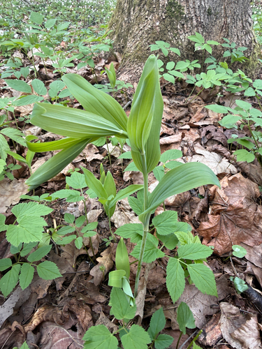 Solomon's-seal