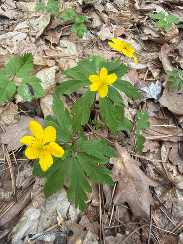 Yellow Anemone