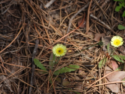 Umbrella Milkwort (Tolpis umbellata)
