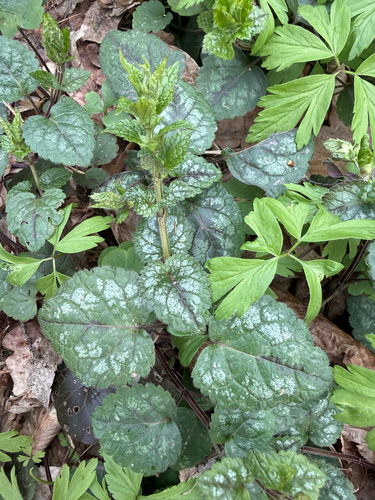 Variegated Yellow Archangel