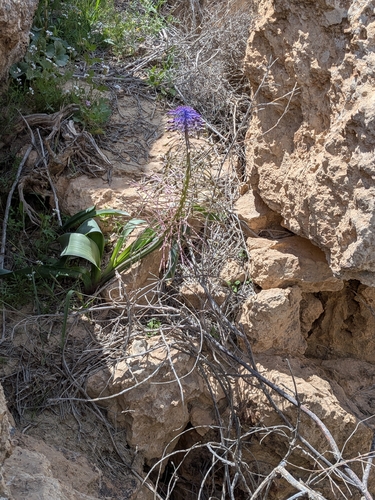 Muscari longipes, photograph 1