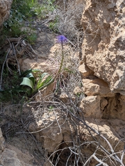 Muscari longipes, photograph Udi Oron אודי אורון, CC0, iNaturalist via GBIF