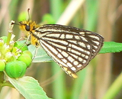 Metisella willemi