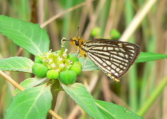 Metisella willemi