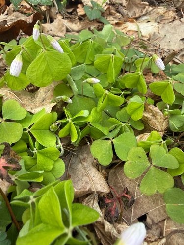 European wood-sorrel