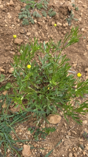 Field buttercup