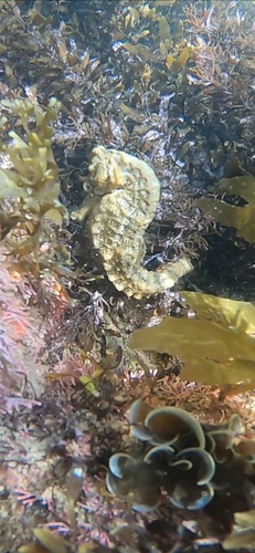 Hippocampus reidi