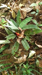 Aglaonema commutatum