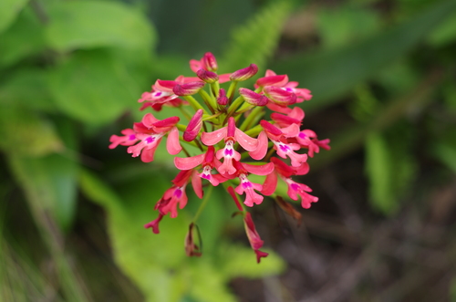 Cynorkis gibbosa