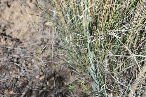 Reflexed Rockcress (Boechera retrofracta)