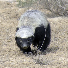 Honey Badger photo 6