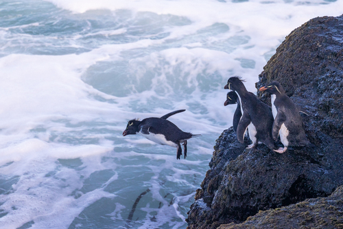 iNaturalist image