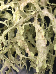 Ramalina farinacea