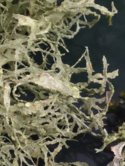 Ramalina farinacea