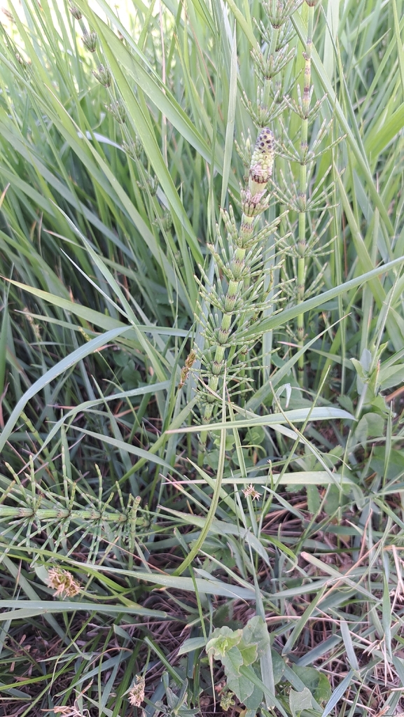 Rothmaler's Horsetail