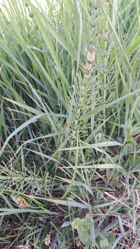 Equisetum × rothmaleri iNat (1)