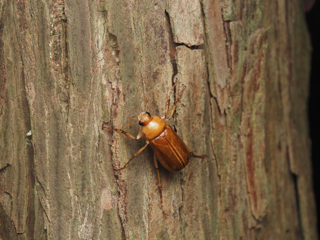 Pollaplonyx flavidus