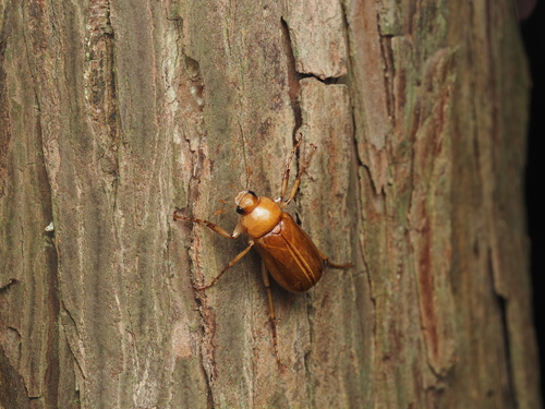 Pollaplonyx flavidus