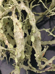 Ramalina farinacea
