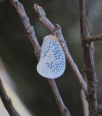 Poekilloptera phalaenoides