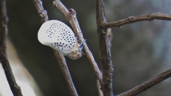 Poekilloptera phalaenoides