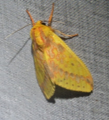 Amaxia apyga