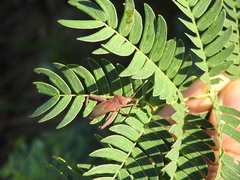 Athaumastus haematicus